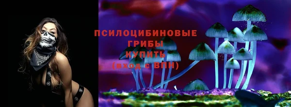 прущие грибы Аркадак