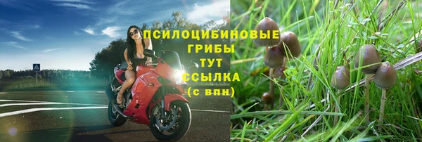 прущие грибы Аркадак