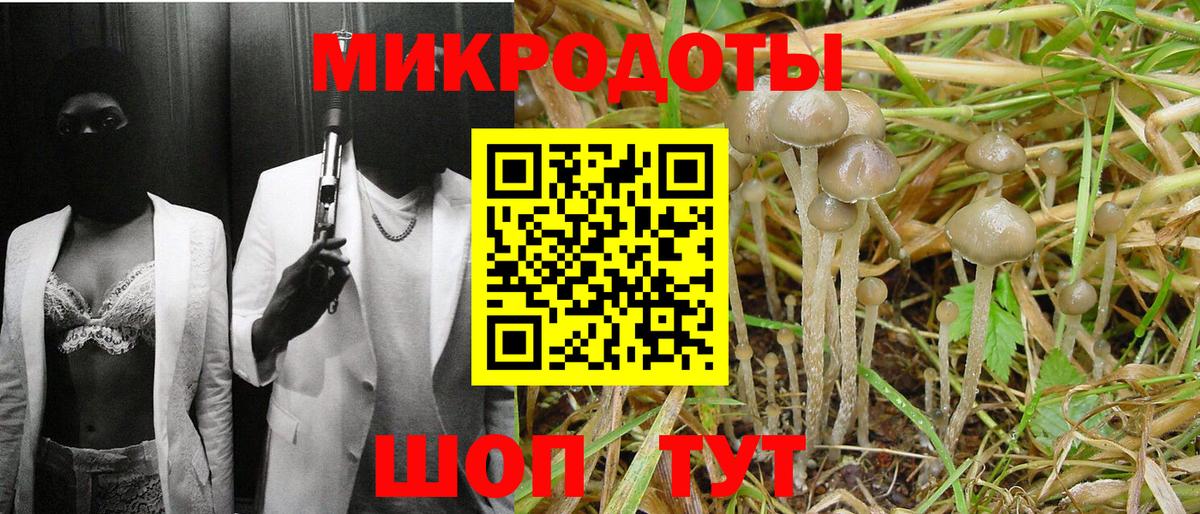 Волхов  Галлюциногенные грибы Cubensis  Вход с VPN 